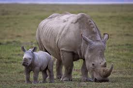 mother rhino